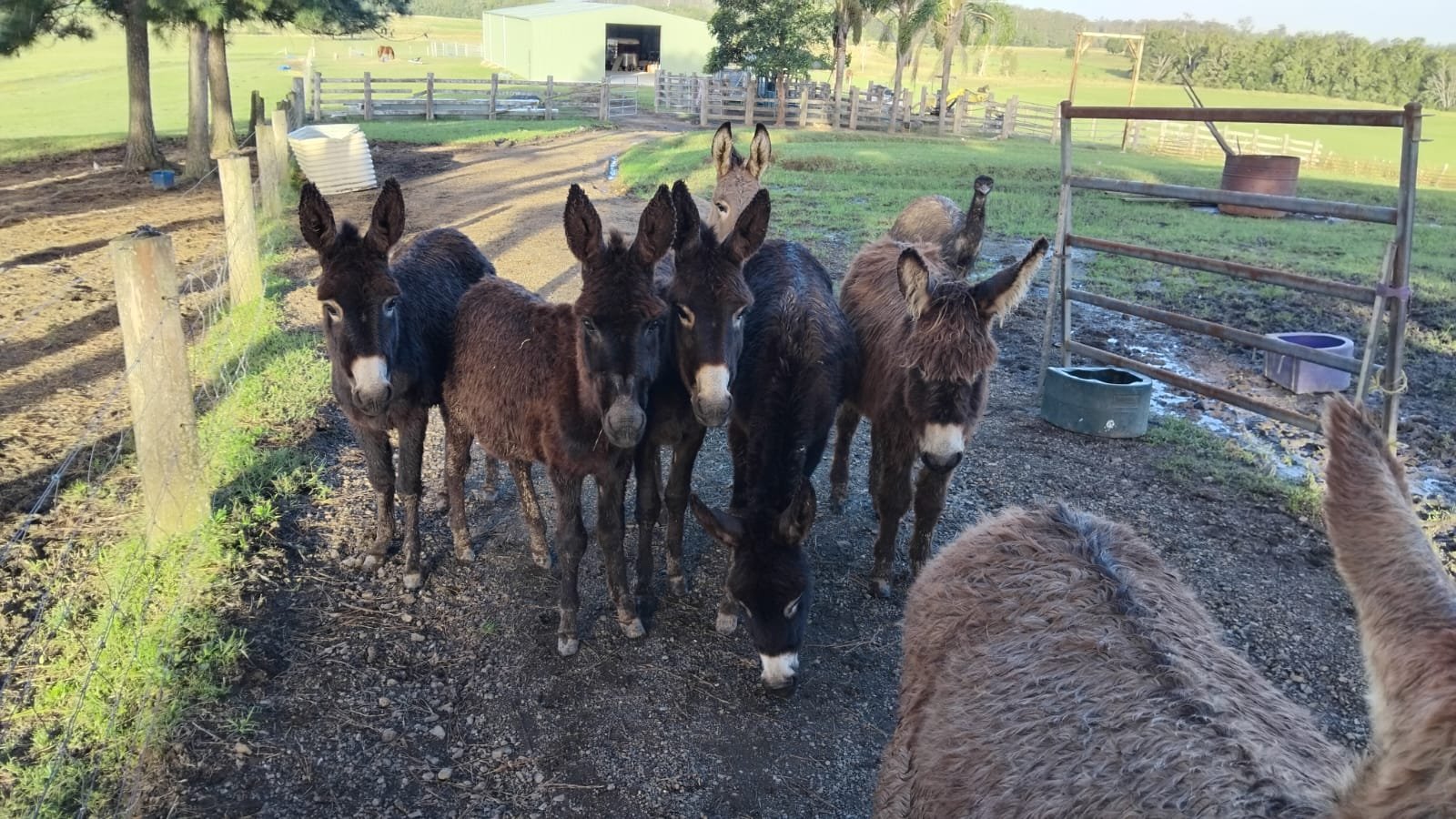 Irish,English,Donkey,Donkies,For sale,4 sale,Jenny,Jennies,Jacks,Stallion,Mares,Foals,Baby,farm,farm stay,greenery,holiday,vacation,cow,scottish cow