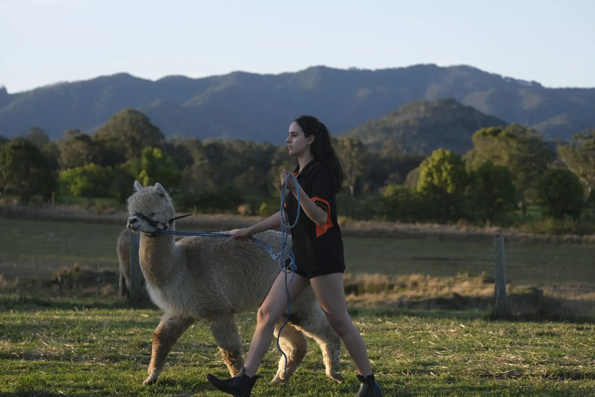 Irish,English,Donkey,Donkies,For sale,4 sale,Jenny,Jennies,Jacks,Stallion,Mares,Foals,Baby,farm,farm stay,greenery,holiday,vacation,cow,scottish cow
