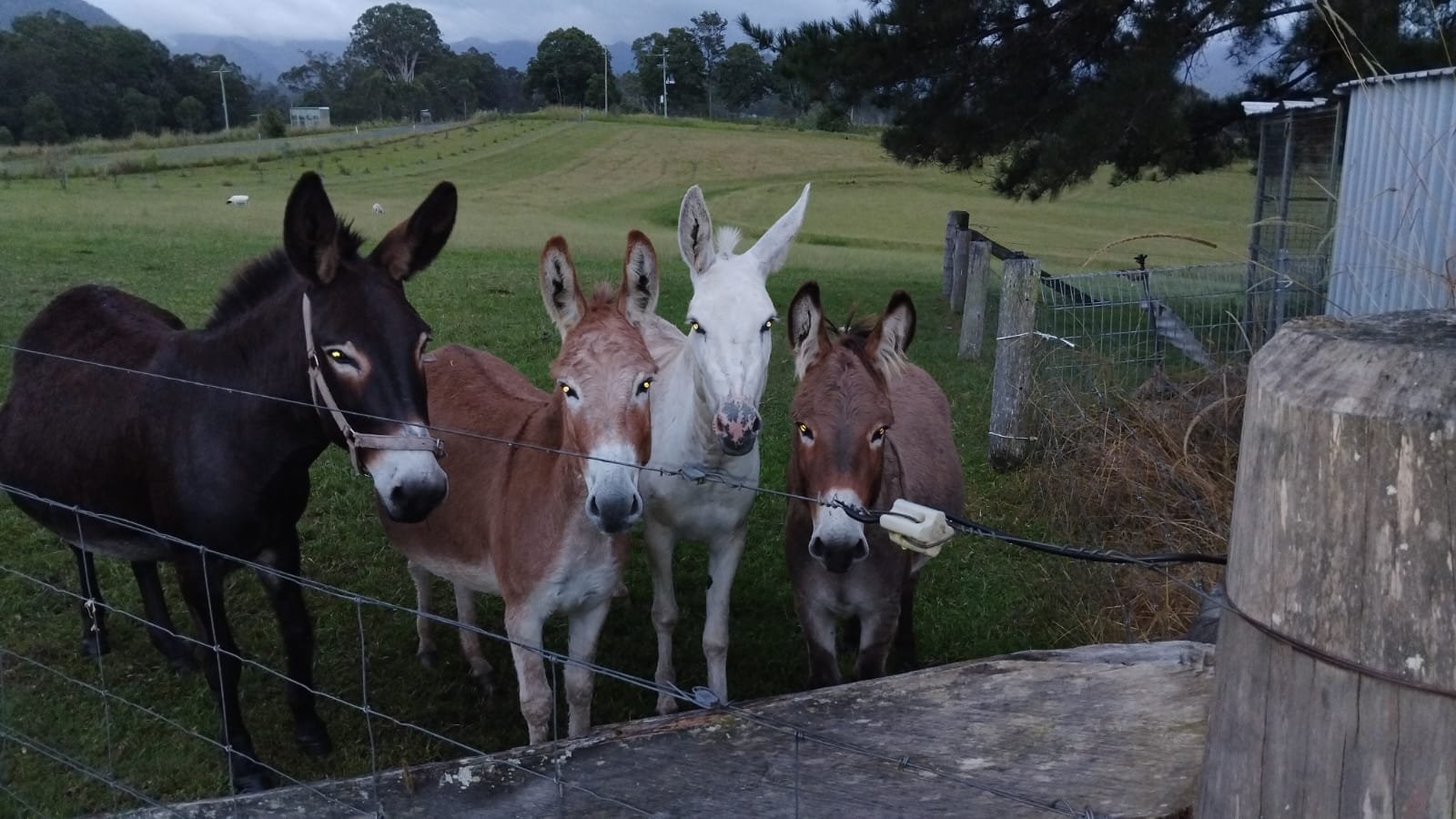 Irish,English,Donkey,Donkies,For sale,4 sale,Jenny,Jennies,Jacks,Stallion,Mares,Foals,Baby,farm,farm stay,greenery,holiday,vacation,cow,scottish cow