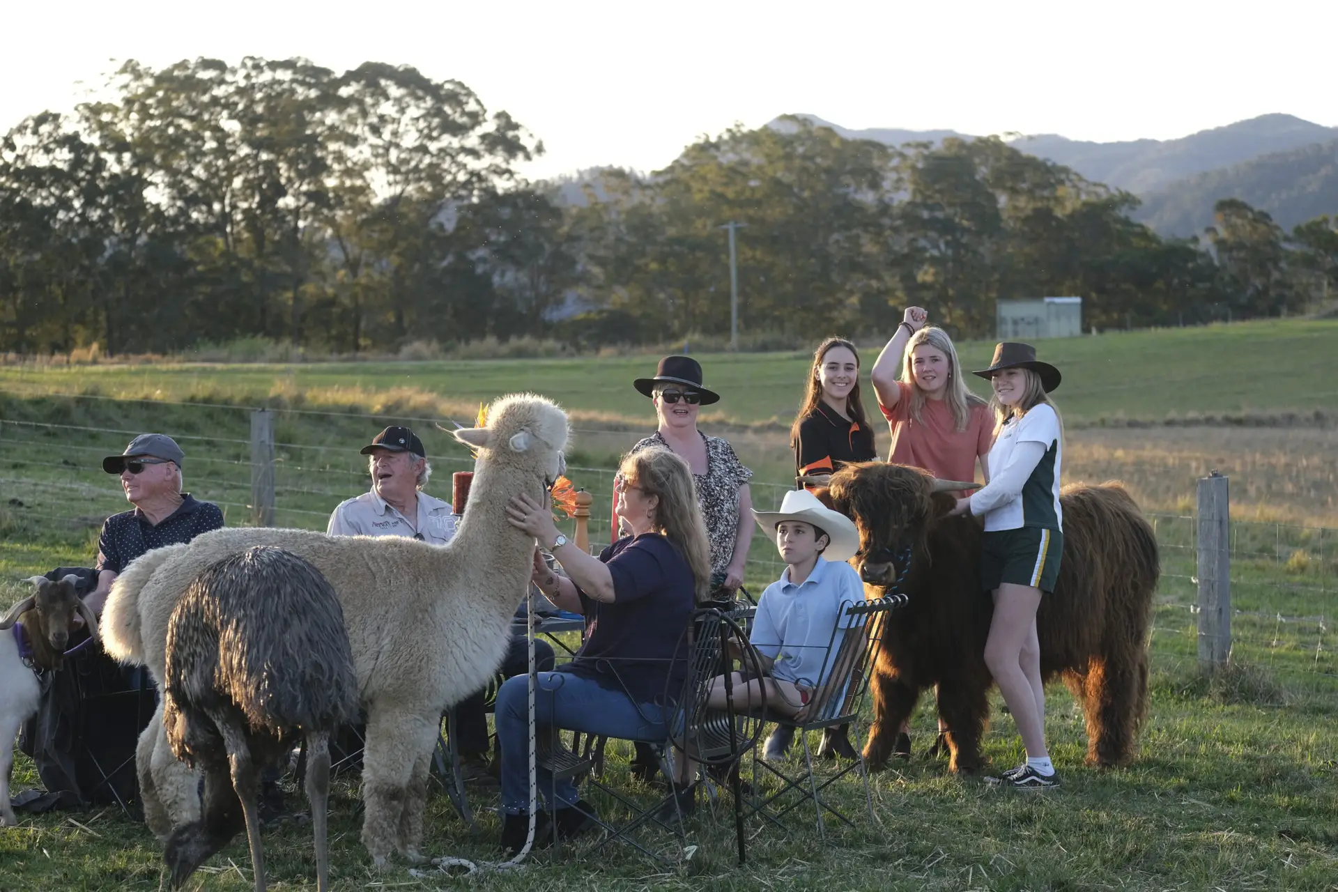 Irish,English,Donkey,Donkies,For sale,4 sale,Jenny,Jennies,Jacks,Stallion,Mares,Foals,Baby,farm,farm stay,greenery,holiday,vacation,cow,scottish cow