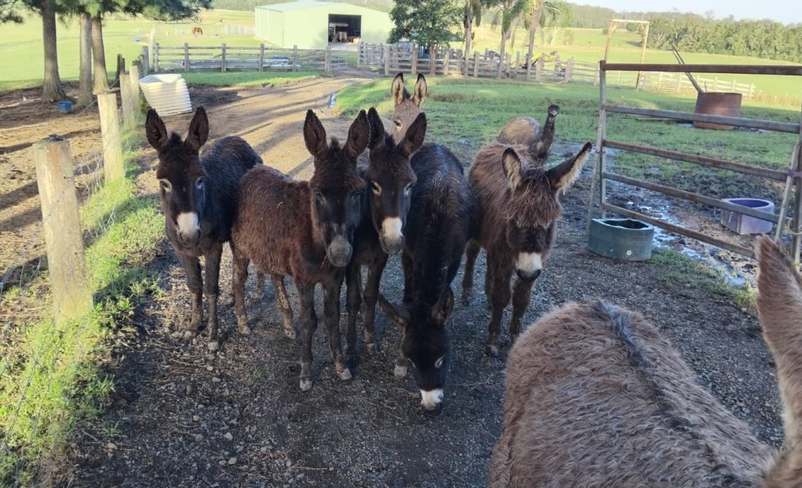 Irish,English,Donkey,Donkies,For sale,4 sale,Jenny,Jennies,Jacks,Stallion,Mares,Foals,Baby,farm,farm stay,greenery,holiday,vacation,cow,scottish cow