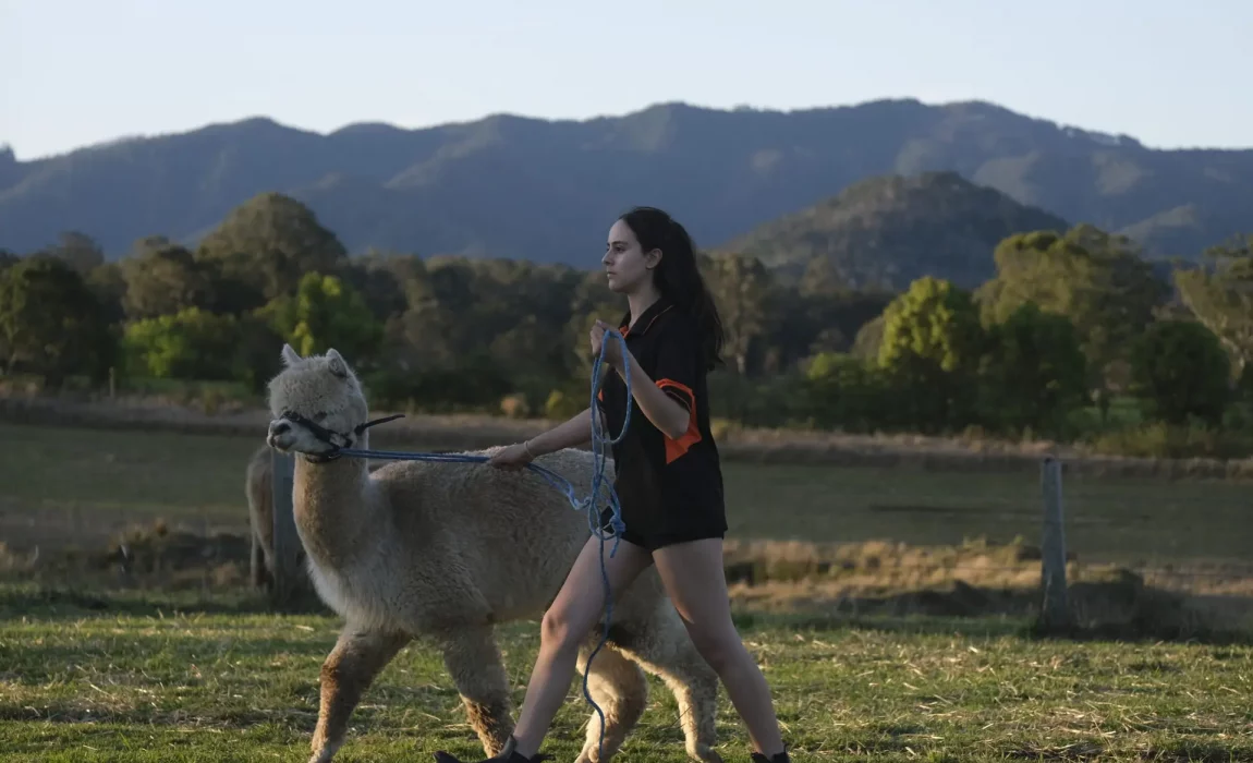 Irish,English,Donkey,Donkies,For sale,4 sale,Jenny,Jennies,Jacks,Stallion,Mares,Foals,Baby,farm,farm stay,greenery,holiday,vacation,cow,scottish cow