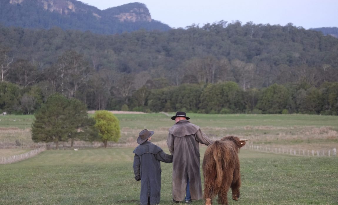 Irish,English,Donkey,Donkies,For sale,4 sale,Jenny,Jennies,Jacks,Stallion,Mares,Foals,Baby,farm,farm stay,greenery,holiday,vacation,cow,scottish cow