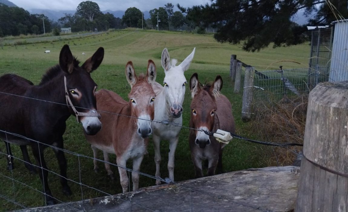 Irish,English,Donkey,Donkies,For sale,4 sale,Jenny,Jennies,Jacks,Stallion,Mares,Foals,Baby,farm,farm stay,greenery,holiday,vacation,cow,scottish cow