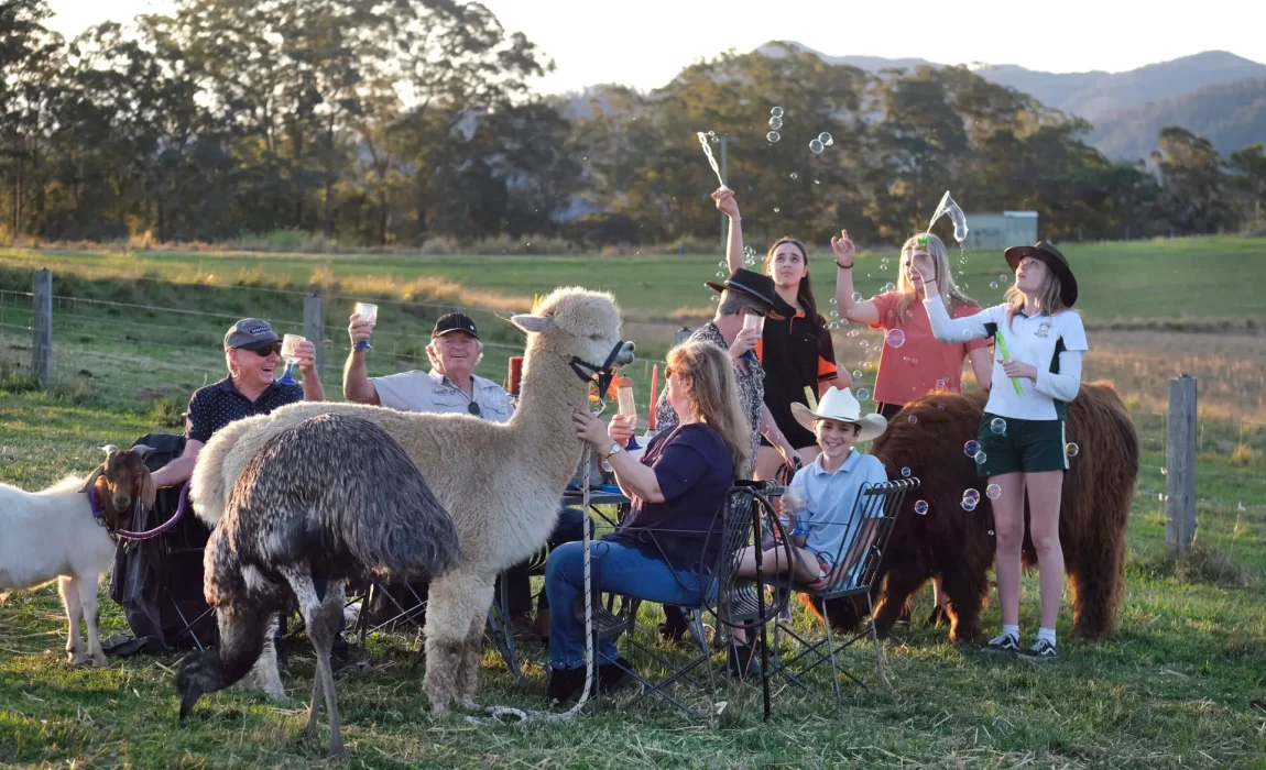 Irish,English,Donkey,Donkies,For sale,4 sale,Jenny,Jennies,Jacks,Stallion,Mares,Foals,Baby,farm,farm stay,greenery,holiday,vacation,cow,scottish cow
